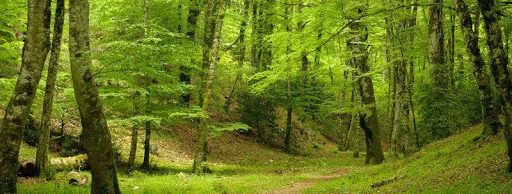 foresta Umbra